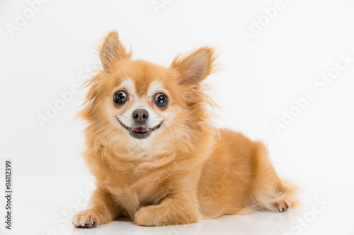 Fototapeta Naklejka Na Ścianę i Meble -  笑顔のチワワ