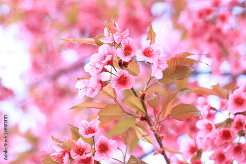 pink cherry flowers blossom on branch against blue sky background