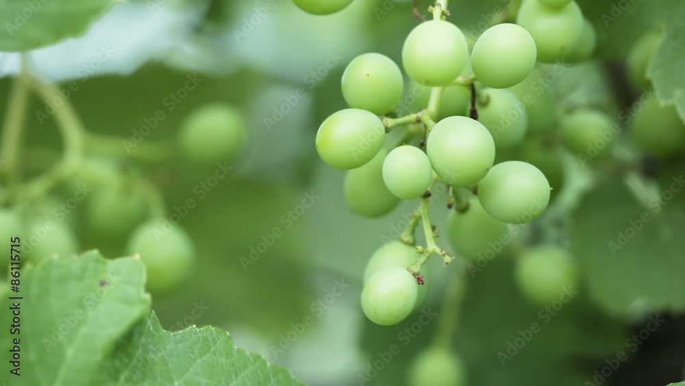 Unripe grapes