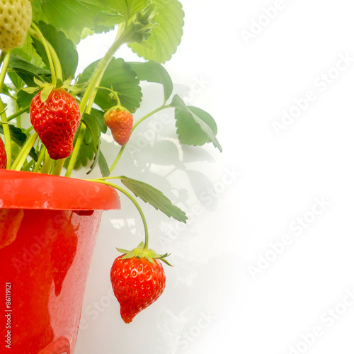 Fototapeta Naklejka Na Ścianę i Meble -  Red pot of strawberry plant on white background