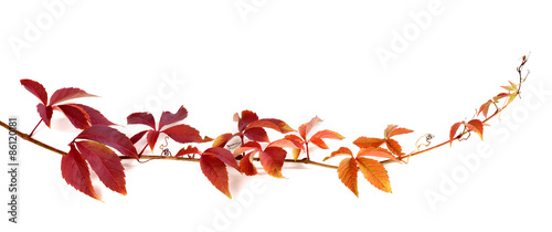 Twig of autumn multicolor grapes leaves photo