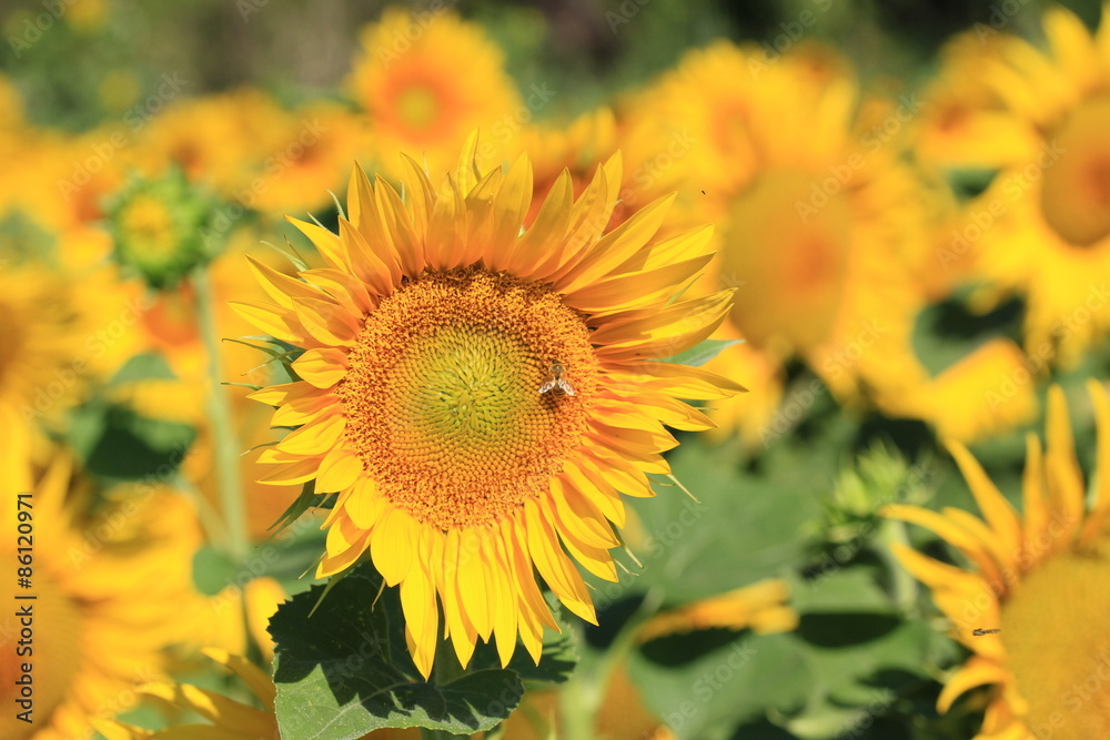 Fototapeta premium tournesols 2015