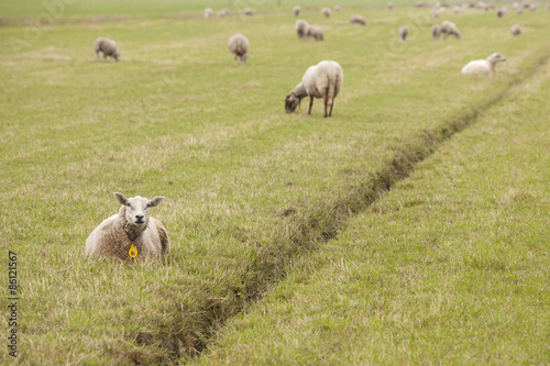 large flock of lamb and sheep in the netherlands