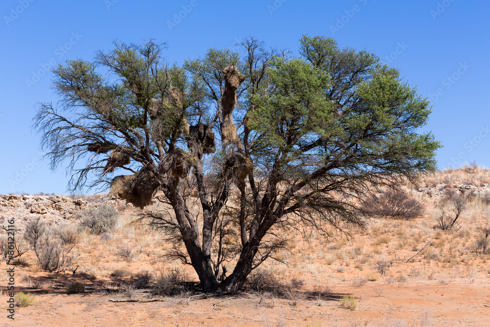 African masked weaver big nest on tree