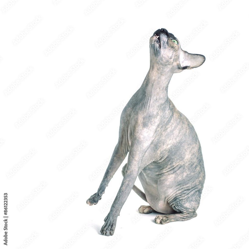 Fototapeta premium Black or blue canadian sphynx cat with green eyes isolated on a