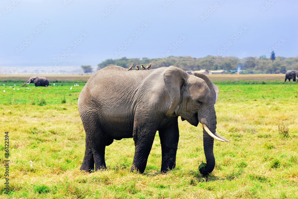 Adult African elephant in the swamp