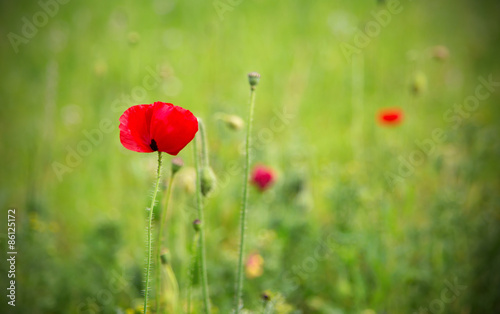 One red poppy in a green field with dark vignette