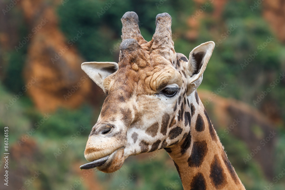 Obraz premium Cabeza de Jirafa. Giraffa camelopardalis. 
