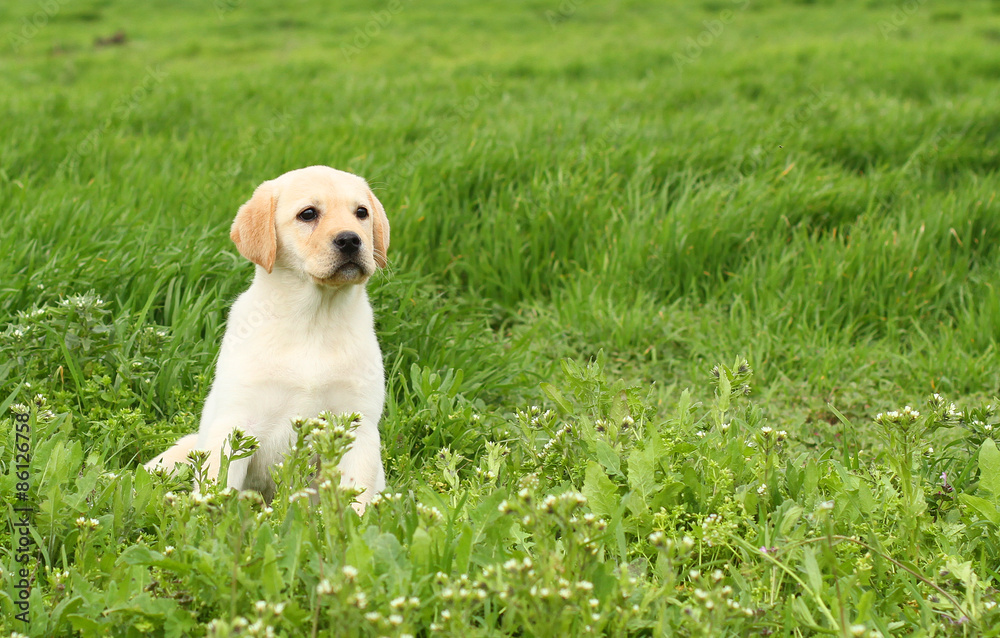 a nice yellow labrador puppy in green grass