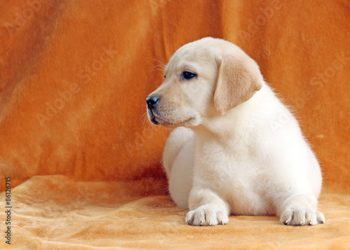 the nice yellow labrador puppy on orange background