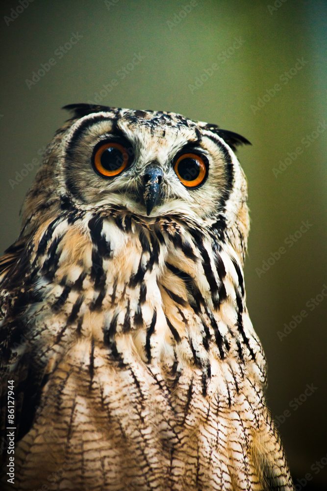 Obraz premium owl