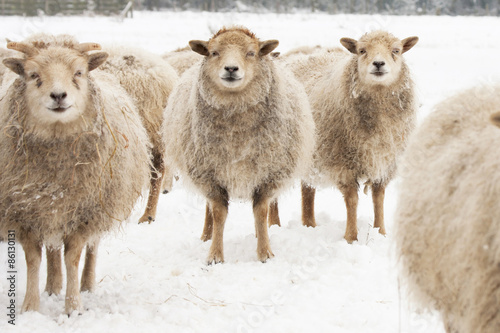 Sheep in the snow, eye contact