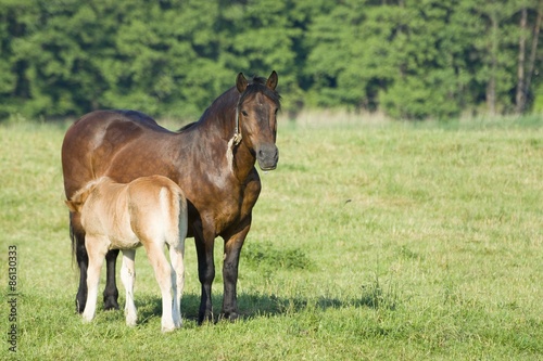 Fototapeta Naklejka Na Ścianę i Meble -  Foal and a mare