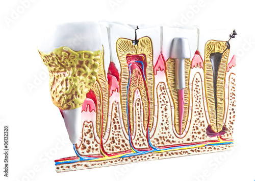 Dental section model, teeth anatomic background.