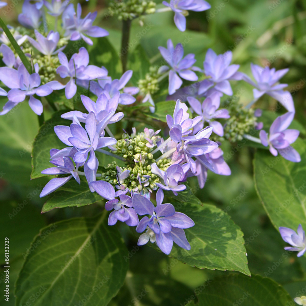 Fototapeta premium ortensia dai fiori blu