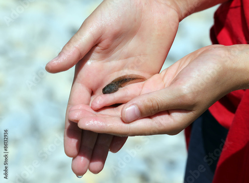 hadn of child with a tadpole freshly caught