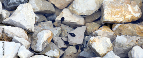 Canvastavla tadpoles in the pond with stone in the mountains