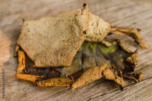 dried leaf on wooden board