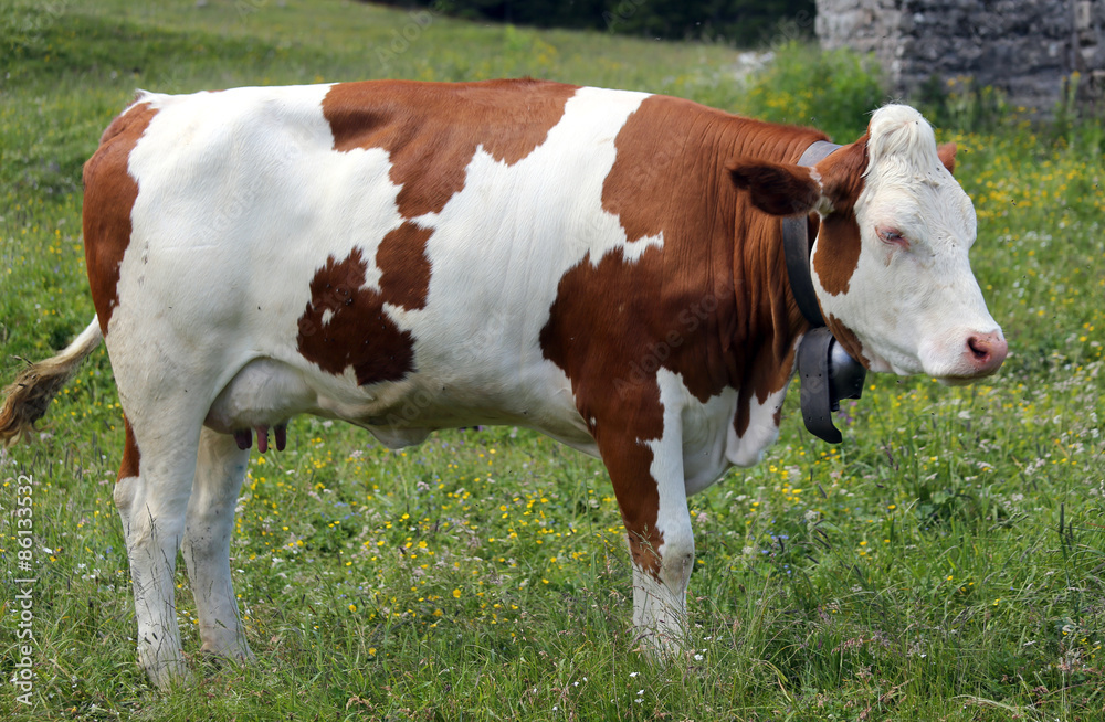 cow grazing in the meadow in the mountains 1 cow grazing in the meadow in the mountains 1
