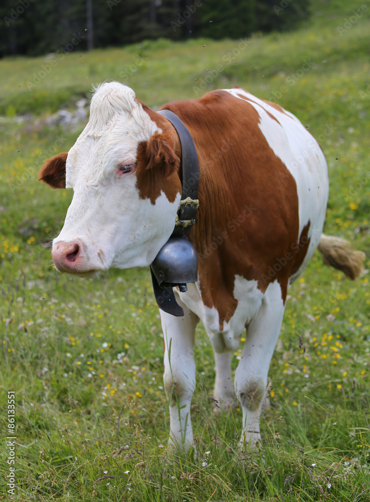 cow grazing in the meadow in the mountains 2 cow grazing in the meadow in the mountains 2