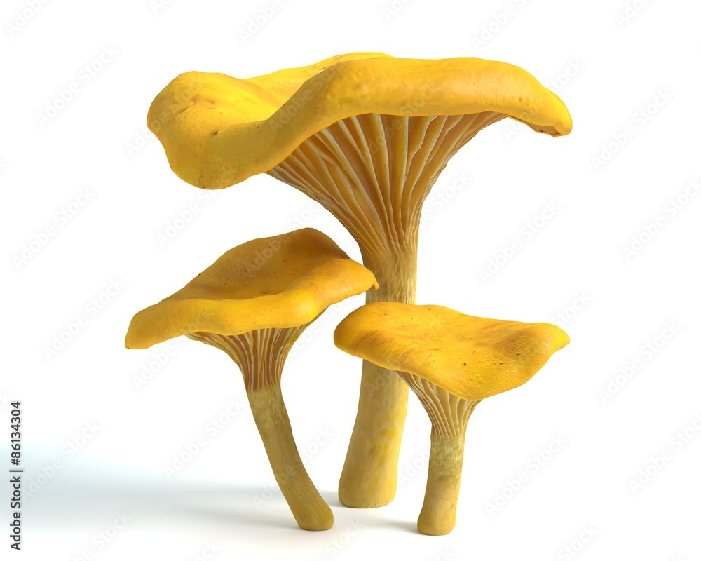 3d illustration of chanterelle mushrooms - obrazy, fototapety, plakaty 