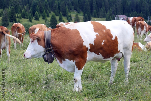 many spotted cows grazing on the lawn in the mountains