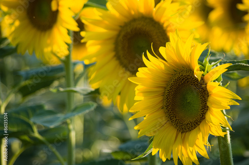 Sunflower in Chianti. Tuscany