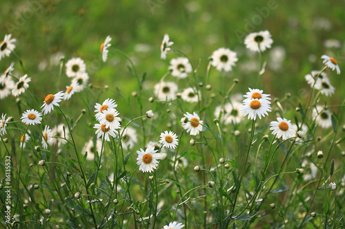 wild flowers in the field