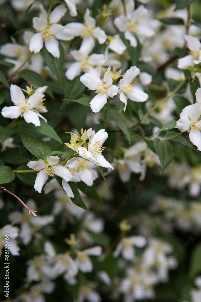 A jasmine bush in full springtime blossom
A jasmine bush in full springtime blossom