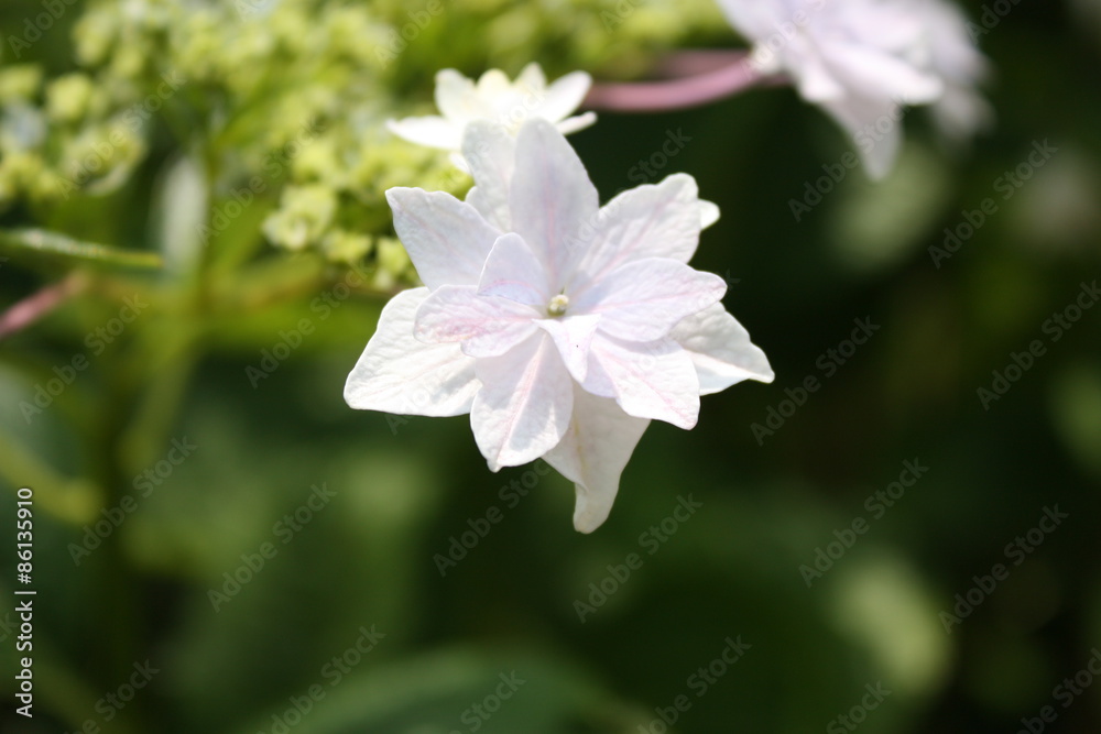 Obraz premium 白いあじさい