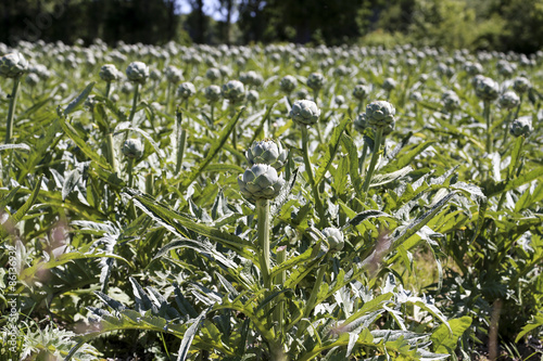 Wallpaper Mural artischocken Torontodigital.ca