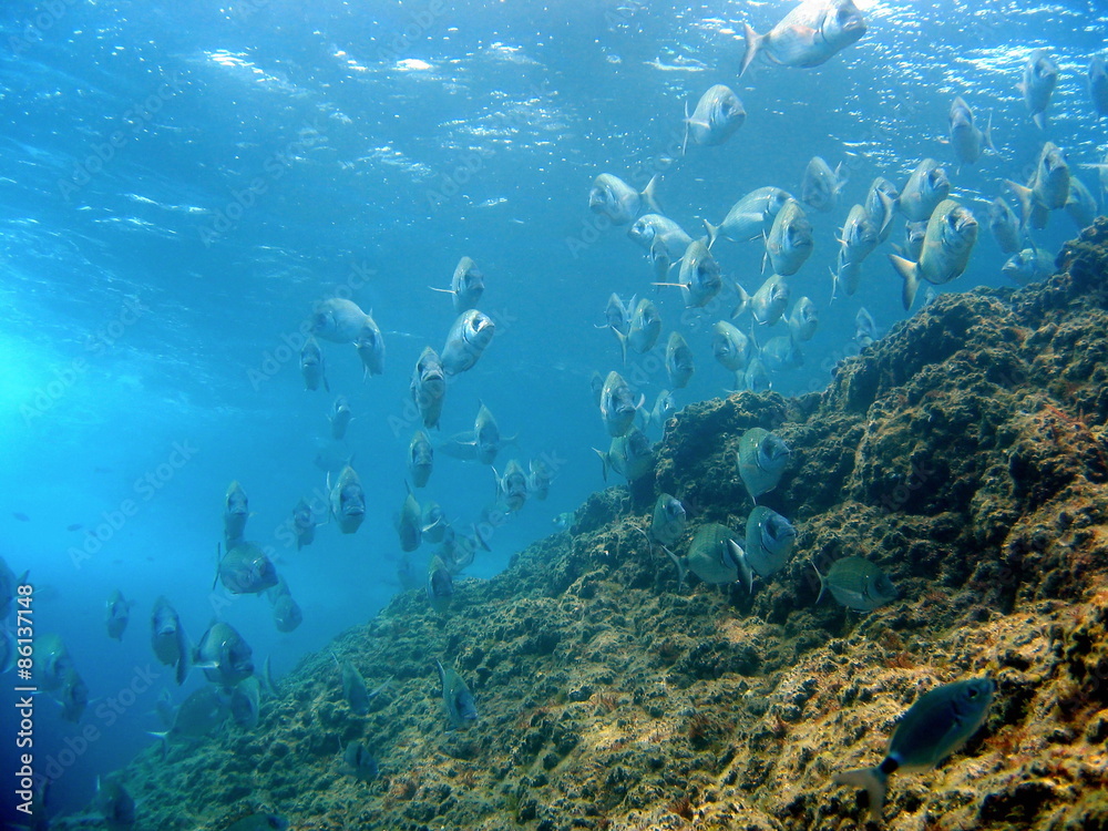 School of white seabream near surface