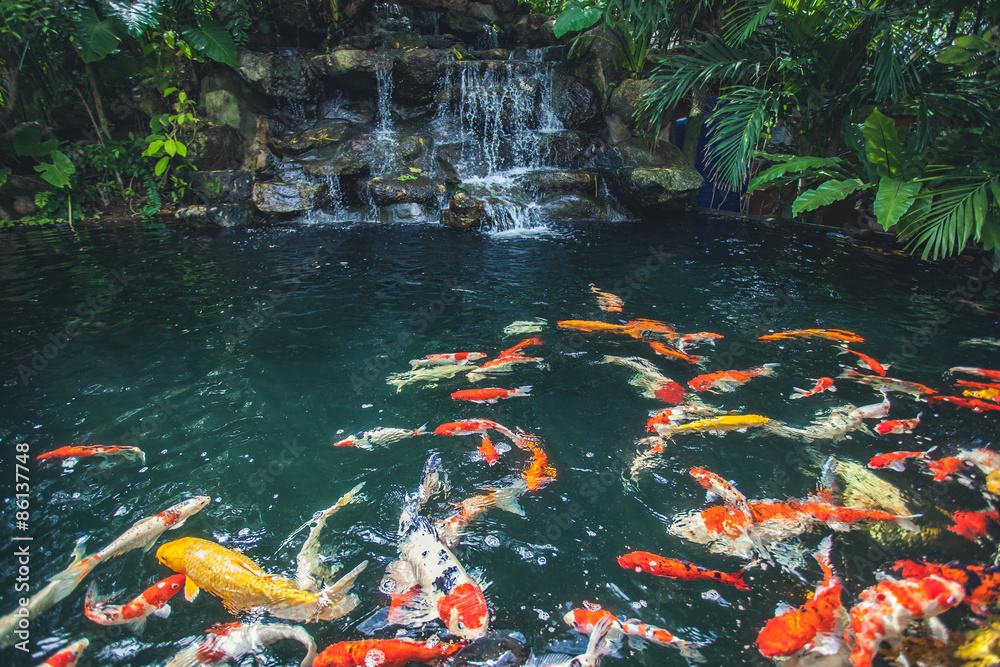 Obraz premium Fancy carp fish