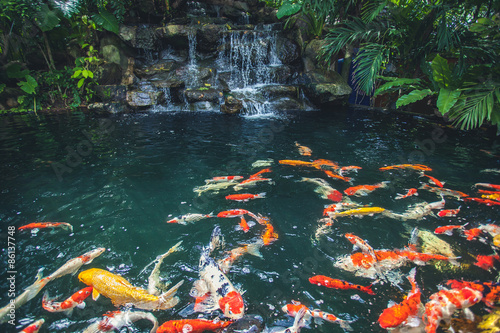 Fancy carp fish