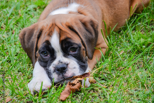 Lovely boxer puppy playing with a dead leaf