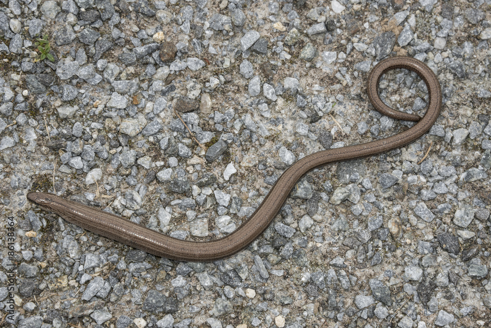 Anguis fragilis - slow worm reptile