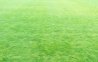 fresh spring green grass, green grass texture or background