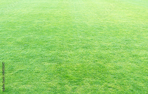 Fotografía fresh spring green grass, green grass texture or background