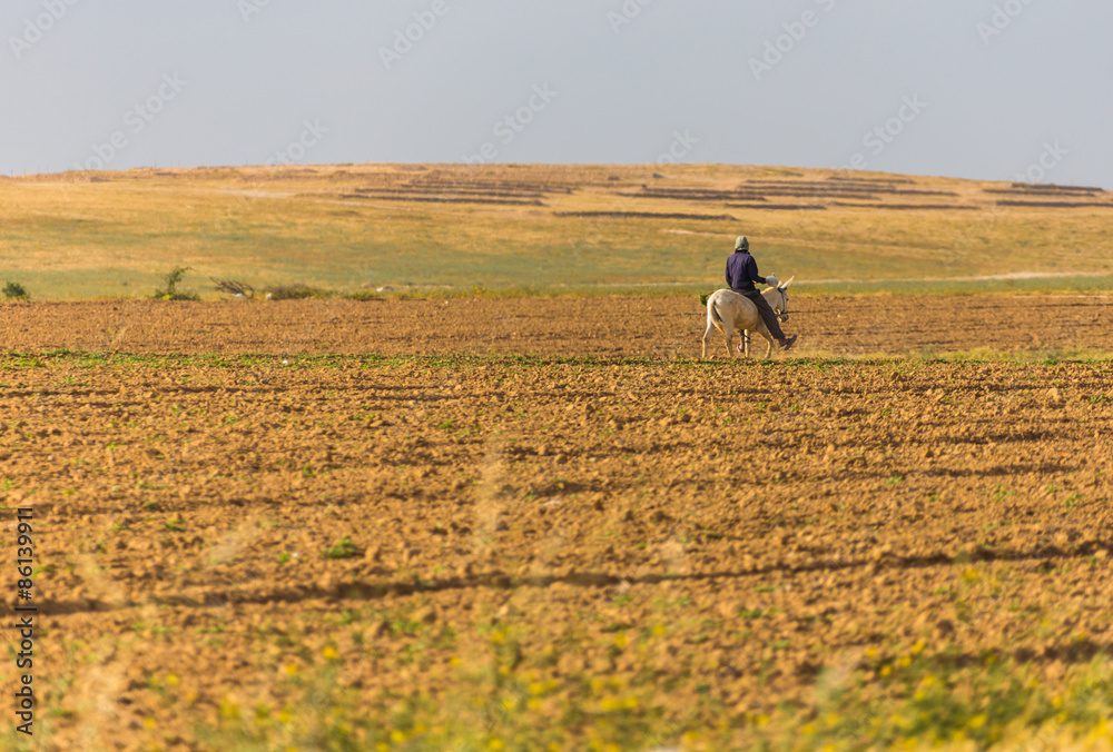 custom made wallpaper toronto digitalman donkey