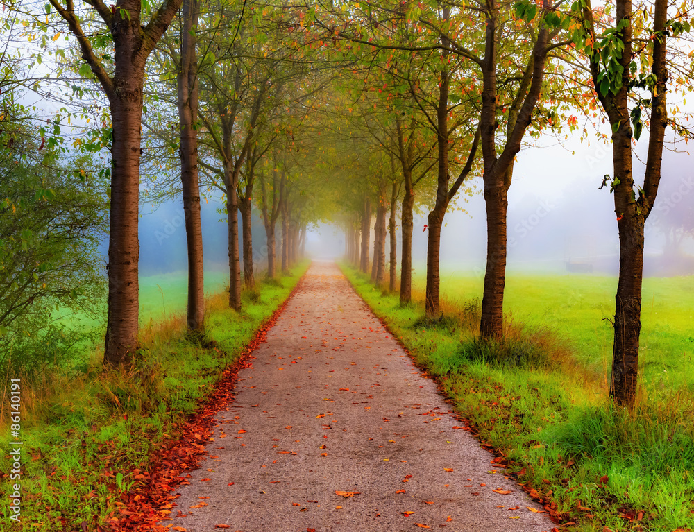 Fototapeta premium Autumn Alley