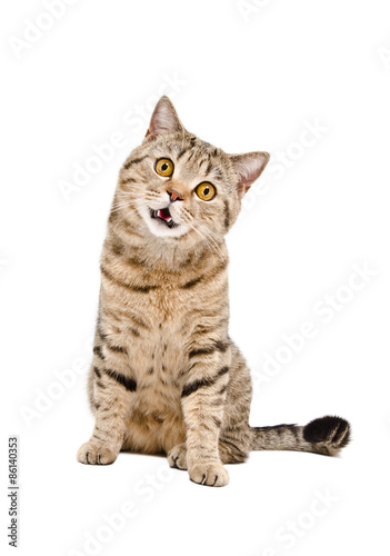Portrait of a funny cat Scottish Straight