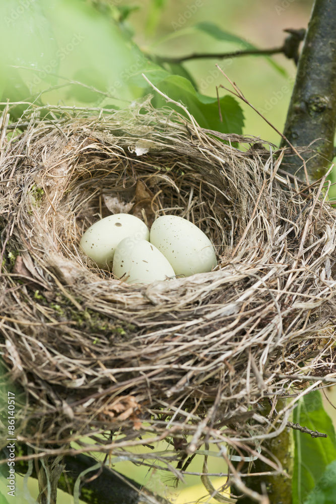 Vogelnest mit Eiern