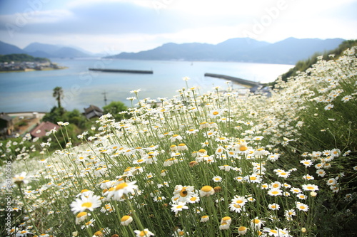 海が見える花畑