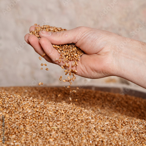 hand of a traditional miller checking the corn inside the mill