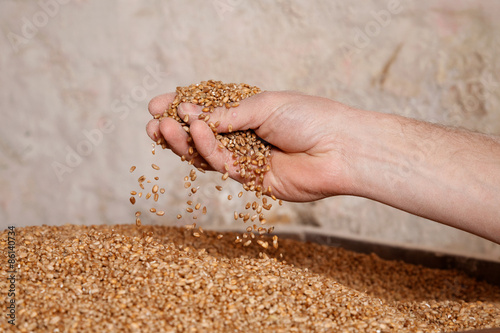 hand of a traditional miller checking the corn inside the mill
