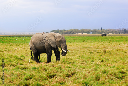 Adult African elephant in the swamp