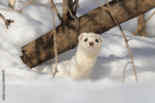 Winter Least Weasel in the snow hole