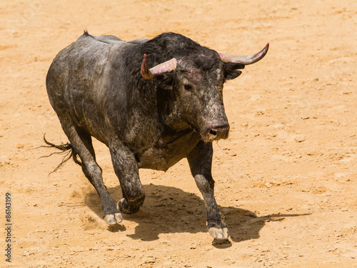 Toro bravo español en la arena © AmadeoAV
