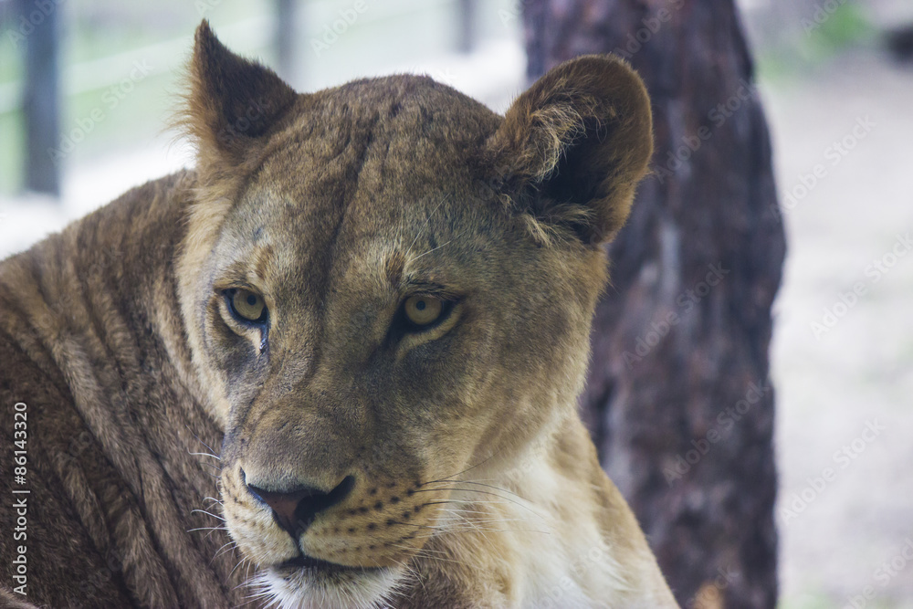 Obraz premium lioness