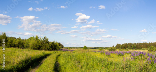 Природа России. Дорога в диком поле с цветами.